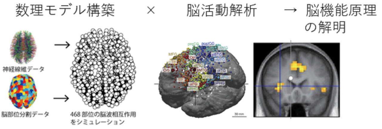 脳機能原理の解明